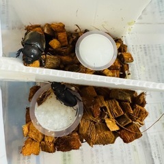 カブトムシ クワガタムシ　コクワガタ 1匹からの画像