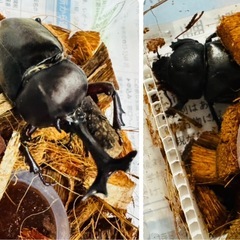 カブトムシ クワガタムシ　コクワガタ 1匹からの画像