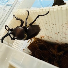 カブトムシ クワガタムシ　コクワガタ 1匹からの画像