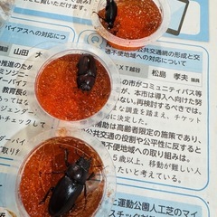 カブトムシ クワガタムシ　コクワガタ 1匹からの画像