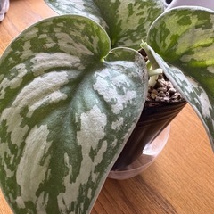 シラフカズラ　観葉植物の画像