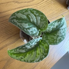 シラフカズラ　観葉植物の画像