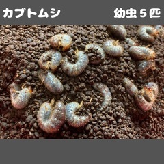 カブトムシ 幼虫5匹 WF2 25.7孵化の画像