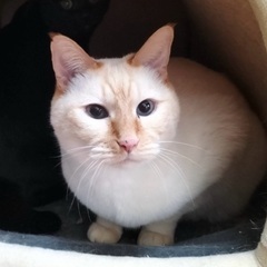 臆病だけど人も猫も好き！優しい11歳