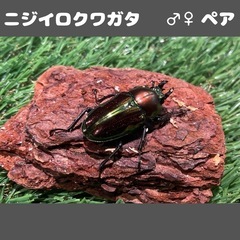 ニジイロクワガタ 成虫 ♂♀ペア F3の画像