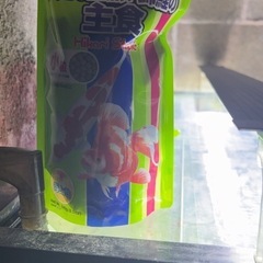 水槽セットと錦鯉2匹まとめ売りの画像