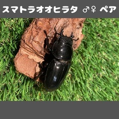 スマトラオオヒラタ 成虫 ♂♀ペア F3の画像
