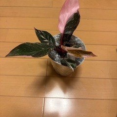 フィロデンドロン　ピンクプリンセス　マーブルギャラクシーの画像