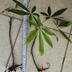 ランキングキーワードに紐づく投稿画像-観葉植物