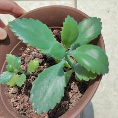 子宝草①　根ありの画像