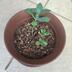 ランキングキーワードに紐づく投稿画像-観葉植物