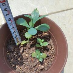 子宝草②　根ありの画像