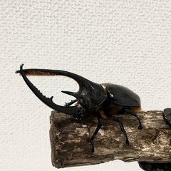 140mm ネプチューンオオカブト♂の画像