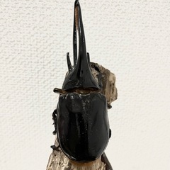 140mm ネプチューンオオカブト♂の画像