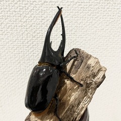 140mm ネプチューンオオカブト♂の画像