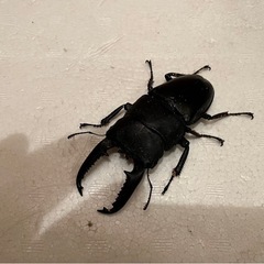 パラワンオオヒラタ　幼虫の画像