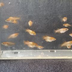 篤姫ダルマメダカの画像
