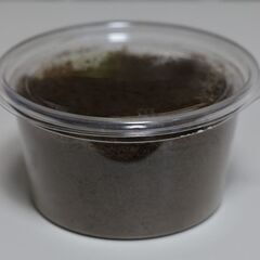 ニジイロクワガタ クワガタ 幼虫 割引ありの画像