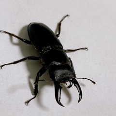 クワガタ　先着の画像