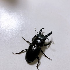 クワガタ　先着の画像