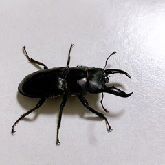 クワガタ　先着の画像