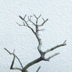 枯れ木のオブジェー１の画像
