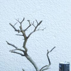 枯れ木のオブジェー１の画像