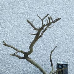 枯れ木のオブジェー１の画像