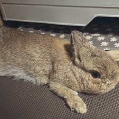 うさぎ譲ります