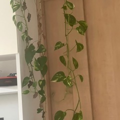 植物観賞、花、の画像