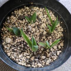 多肉植物　アガベ　赤ちゃんアガベも一緒です。の画像