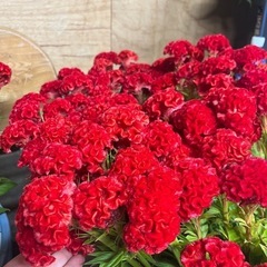 盆花の画像