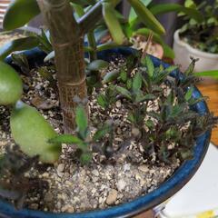 値下げしました。多肉植物　金のなる木の画像