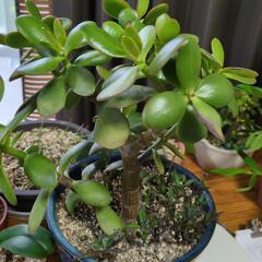 値下げしました。多肉植物　金のなる木の画像