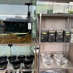 メダカ　めだか　8/7の画像
