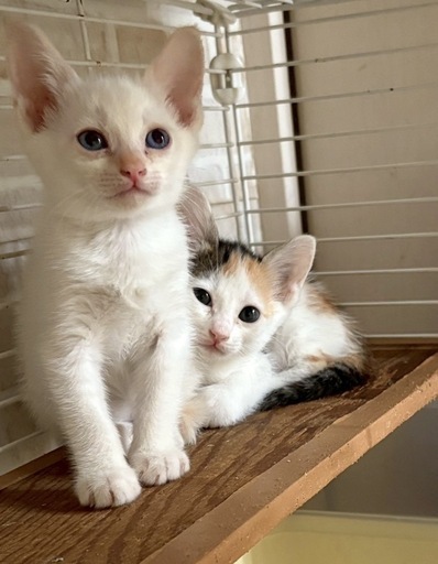 ねむねこ　33匹　ねむネコ　里親 Amazon.co.jp: ねむネコ ねむねこ 4L とってもBIGぬいぐるみ