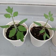 ミニトマト苗🍅6株の画像