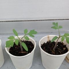 ミニトマト苗🍅6株の画像