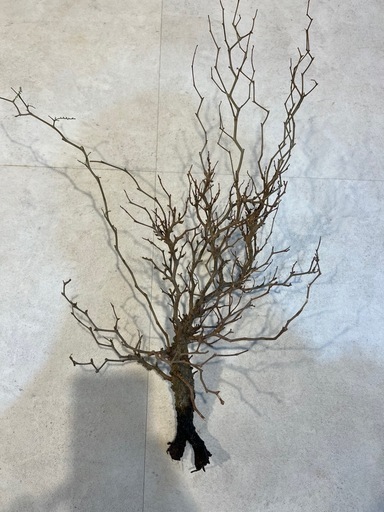 特別値下げ延期に¥60000→¥40000円