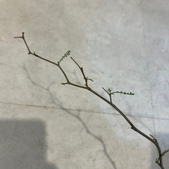 発根確認済みパキプス！の画像