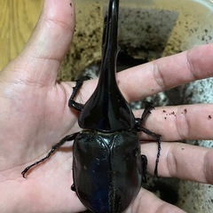 レッドアイ ヘラクレスオオカブトの画像