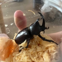 カブトムシはねが開いてる個体の画像