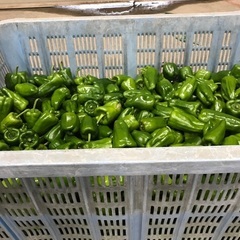 訳あり3ケース分あります。ピーマン1カゴ分で500円！10キロ近く入った価格ですの画像