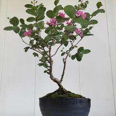 【💖Thankyou💖】🌿40cmサルスベリ,ピンク色/天然ゴケ（生きてます）/盆栽/観葉植物🌿の画像