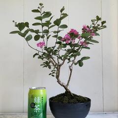 【💖Thankyou💖】🌿40cmサルスベリ,ピンク色/天然ゴケ（生きてます）/盆栽/観葉植物🌿の画像