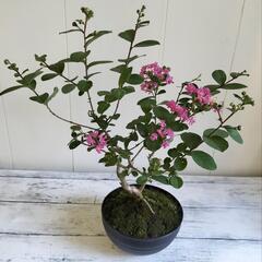 【💖Thankyou💖】🌿40cmサルスベリ,ピンク色/天然ゴケ（生きてます）/盆栽/観葉植物🌿の画像