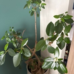 フランスゴムの木の画像