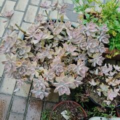 🌸多肉植物🌸の画像