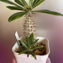 グラキリス　植物の画像