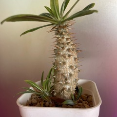 グラキリス　植物の画像